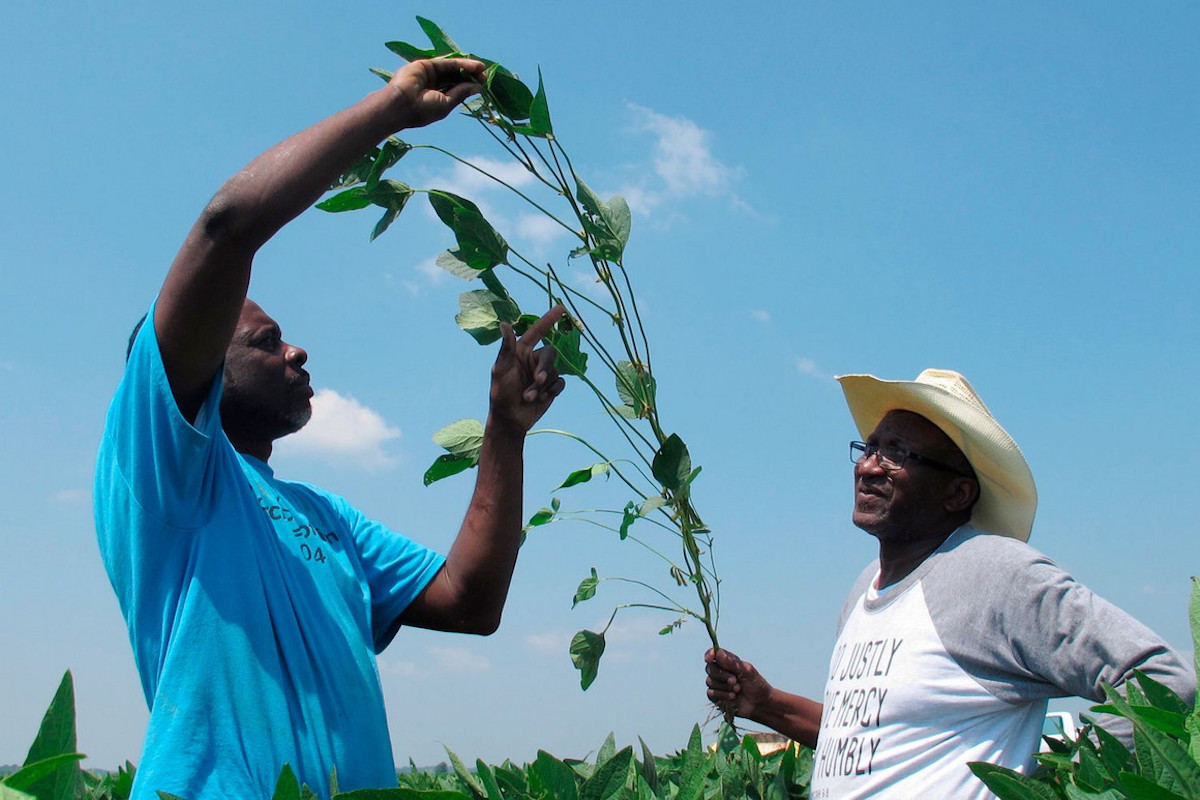 ‘We Lost About 100 Acres This Year … They Are Taking Another 115’: How Florida Black Farmers Are Losing Land and What FAMU Is Doing About It | Atlanta Black Star